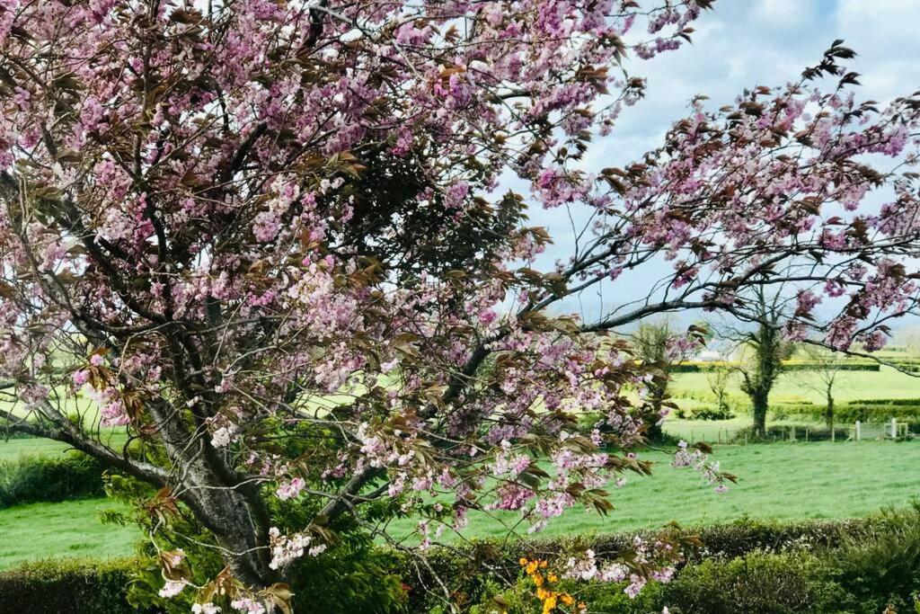 Eden Cottage Lisburn Zewnętrze zdjęcie